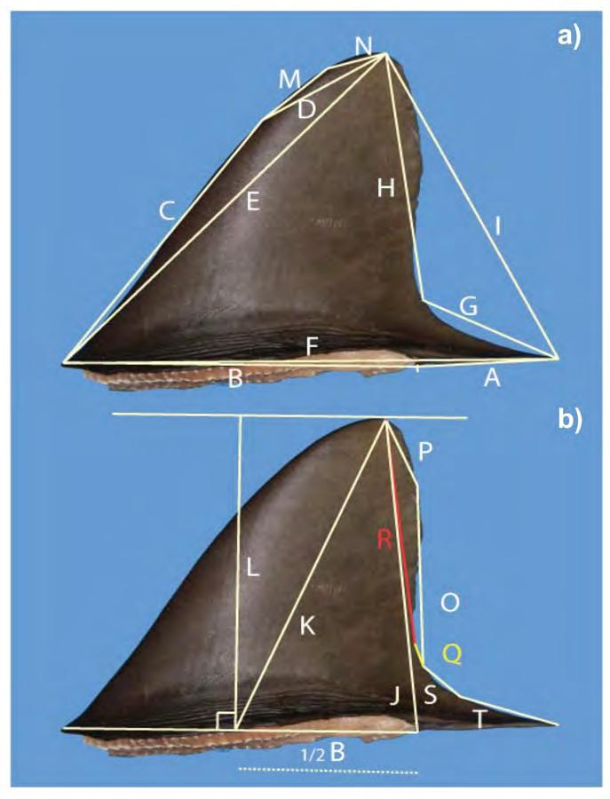 CHAPTER 4: Shark fin Morphology: Identifying species using dorsal fins Figure 4.4 The 17 linear distances measured on each dorsal fin.