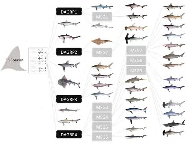 CHAPTER 4: Shark fin Morphology: Identifying species using dorsal fins 4.3 Results 4.3.1 Species Identification from Dorsal Fins Six species, and four DAGRPS were identified using the dichotomous key (Table 4.