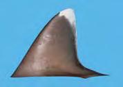 CHAPTER 4: Shark fin Morphology: Identifying species using dorsal fins DAGRP1 Table 4.