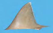 4 TO DAGRP1 consisted of 53 dorsal fin samples from four species Carcharhinus albimarginatus, C.