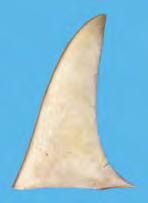 CHAPTER 4: Shark fin Morphology: Identifying species using dorsal fins DAGRP2 Table 4.