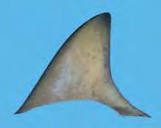CHAPTER 4: Shark fin Morphology: Identifying species using dorsal fins DAGRP3 Table 4.14 The four shark species, Carcharhinus amblyrhynchoides, C. brevipinna, C.