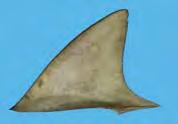 CHAPTER 4: Shark fin Morphology: Identifying species using dorsal fins MSG4 Table 4.21 The three shark species Carcharhinus cautus, C.
