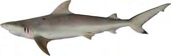 MSG4 Species n Carcharhinus cautus 21 Carcharhinus leucas 26 Negaprion acutidens 8 MSG4 consisted of 55 dorsal fin samples from 3 species Carcharhinus cautus, C.
