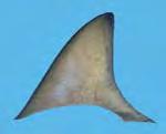 CHAPTER 4: Shark fin Morphology: Identifying species using dorsal fins MSG7 Table 4.