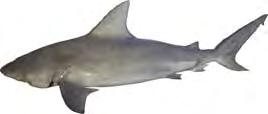 Carcharhinus amboinensis 14 Carcharhinus brevipinna 16 Carcharhinus dussumieri 19