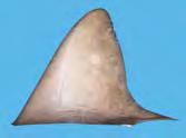 CHAPTER 4: Shark fin Morphology: Identifying species using dorsal fins MSG8 Table 4.33 The two shark species Carcharhinus altimus and C.