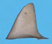 CHAPTER 4: Shark fin Morphology: Identifying species using dorsal fins Table 4.