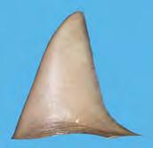 Carcharhinus altimus Carcharhinus falciformis n Global accuracy (%) Original Carcharhinus altimus 93.3 6.