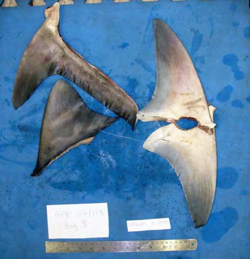 CHAPTER 4: Shark fin Morphology: Identifying species using dorsal fins with this method.