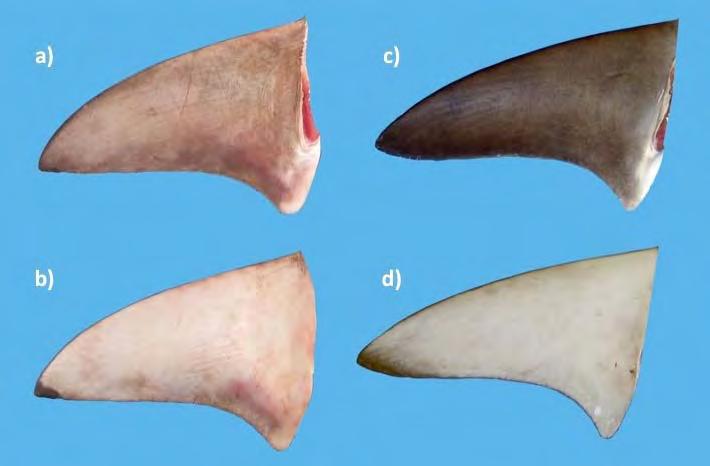 CHAPTER 4: Shark fin Morphology: Identifying species using dorsal fins C. limbatus, and C. tilstoni, however more specimens are needed to confirm this observation.