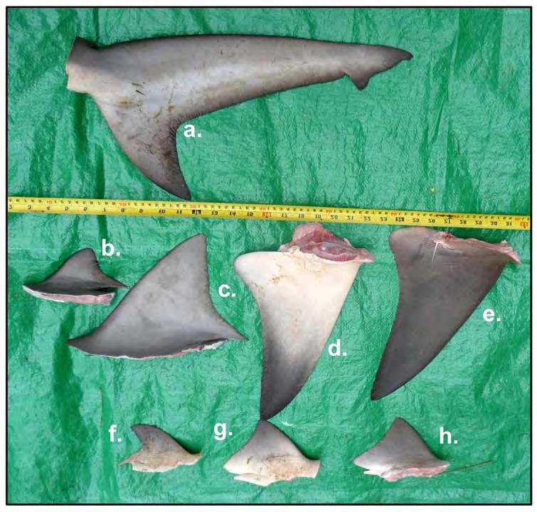 CHAPTER 2: Evaluation of Morphological Techniques for Photograph-based Shark Fin Identification (Figure 2.1).