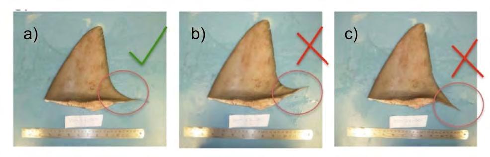 CHAPTER 2: Evaluation of Morphological Techniques for Photograph-based Shark Fin Identification Figure 2.