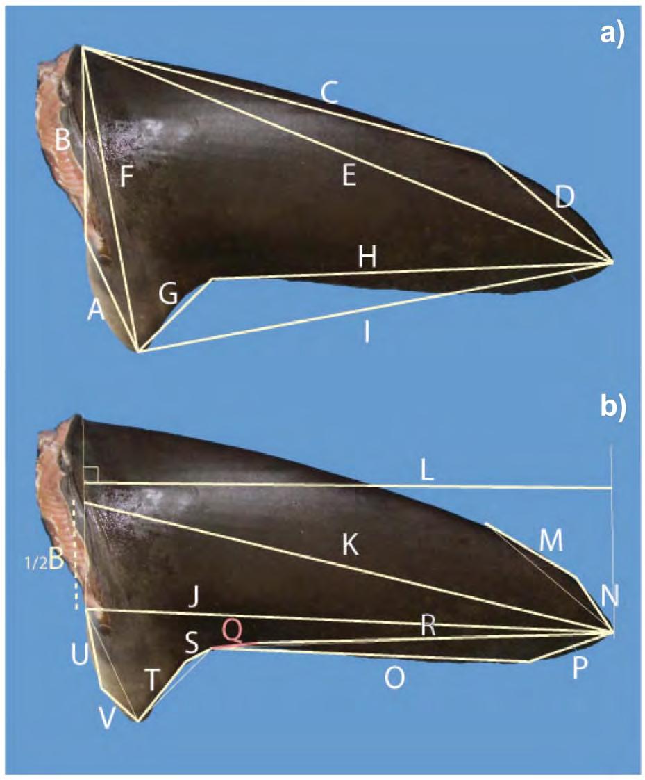 CHAPTER 2: Evaluation of Morphological Techniques for Photograph-based Shark Fin Identification Figure 2.6 The 22 linear distances measured on each pectoral fin for both known and unknown fins.