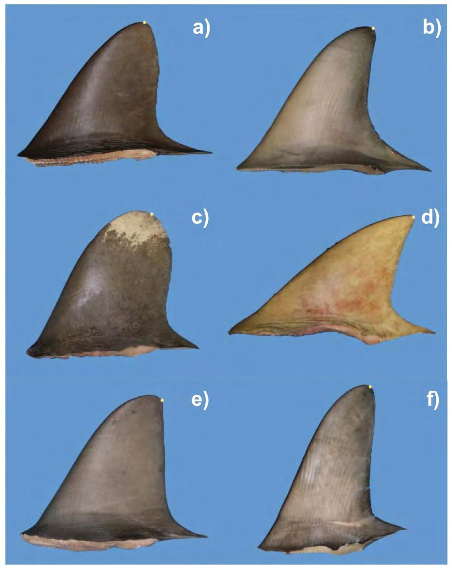 CHAPTER 2: Evaluation of Morphological Techniques for Photograph-based Shark Fin Identification Figure 2.10 Examples of fin-tip location on the dorsal fins of shark species with differing tip shapes.