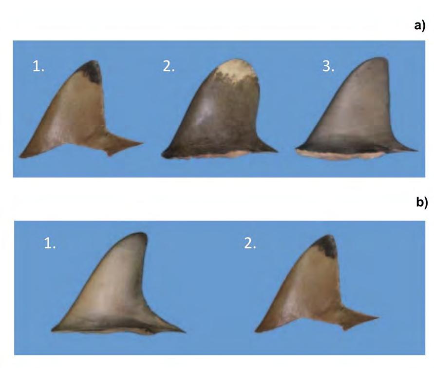 CHAPTER 2: Evaluation of Morphological Techniques for Photograph-based Shark Fin Identification Figure 2.