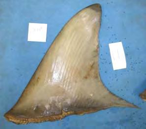 An example image of a dorsal fin sample from each category is