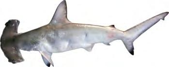 For all species investigated, total length range (cm) and total number (n) is given. TL (cm) Species Min Max n CSIRO Marine and Atmospheric Research Carcharhinus amblyrhynchoides (Graceful Shark) 114.