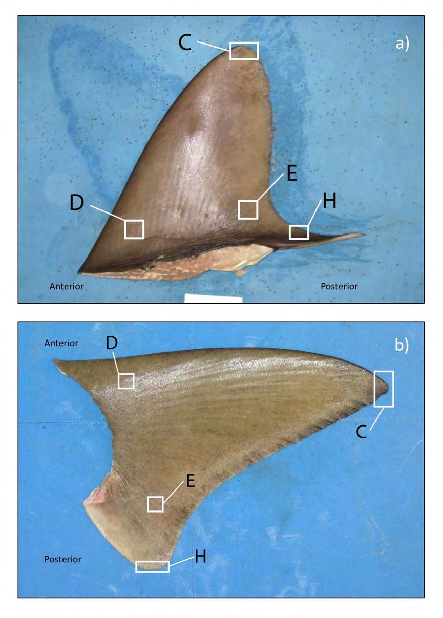 CHAPTER 3: Shark Fin Dermal Denticles: species discrimination and hydrodynamics Figure 3.