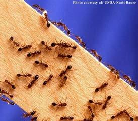 Ants! What do they want? Where do they live? What is their life cycle? How did they get in? How can I prevent them?