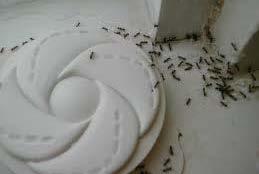Ants! What if I need to use a chemical most effective? most safe? label directions? BEST!