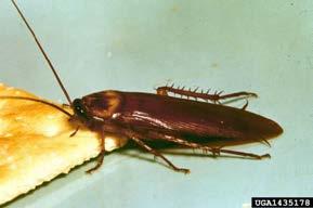 Bug Waterbug, American Cockroach