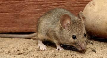 Mice! What do they want? Where do they live? What is their life cycle? - Food, nesting material - In your house, if possible! - Live 1-2 yr and can have 5-8 young every 3 wks!