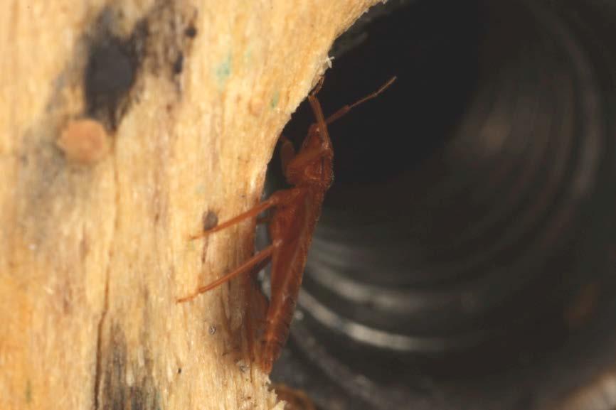 Bed bug behavior Most active at night Hide in cracks and crevices, often in groups Cannot fly, jump, or burrow