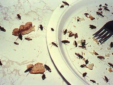 kills insects Rodenticide kills rodents Fungicide kills