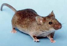 contaminate food Rodents such as mice and rats