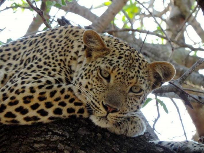 Leopards: The Xinkelengane female was seen on three occasions this month.