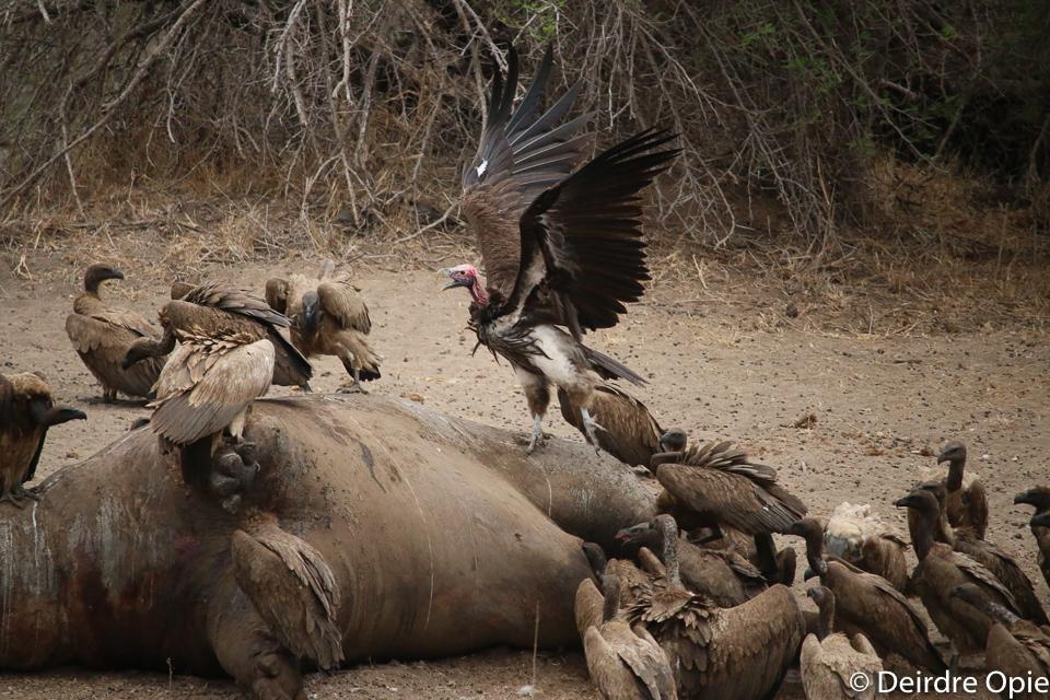 Furthermore, vultures travel extremely long distances in order to find food.