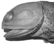 4b, 4c respectively) was not mentioned by Peters. The holotype of O. mexicanus has both the buccal and maxillary pigmentation typical of O. punctatus (pers.