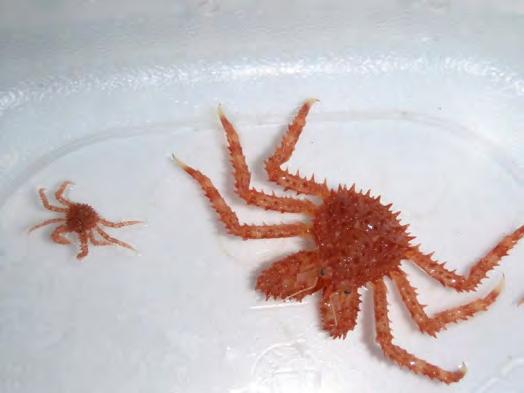 Juvenile Growth Studies Juvenile king crab growth during