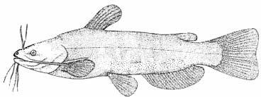 Figure 1. Brown bullhead catfish (Ameiurus nebulosus). FL = 330 mm (McDowall 1990). In their native range, catfish occupy lakes and sluggish streams with muddy or weedy beds.