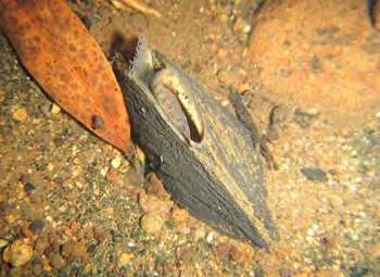 2.3 Freshwater mussel (Echyridella sp.) Freshwater mussel, otherwise known as kakahi, is a relatively discreet species.