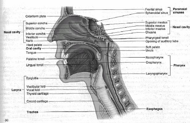 v) Figure 23.2 B. Pharynx: 1) Is the common opening of both the digestive & respiratory systems. a) Connected to respiratory system at the larynx & to the digestive system at the esophagus.