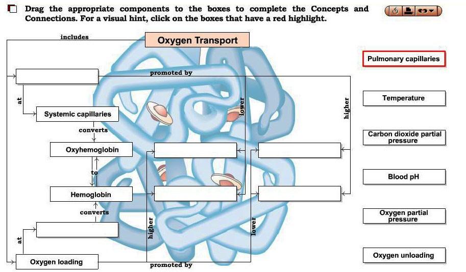 Activity 5: Oxygen Transport Function > Do > Interactive Concepts and Connections: Oxygen Transport 1. How does fever affect O2 saturation of Hb? 2.
