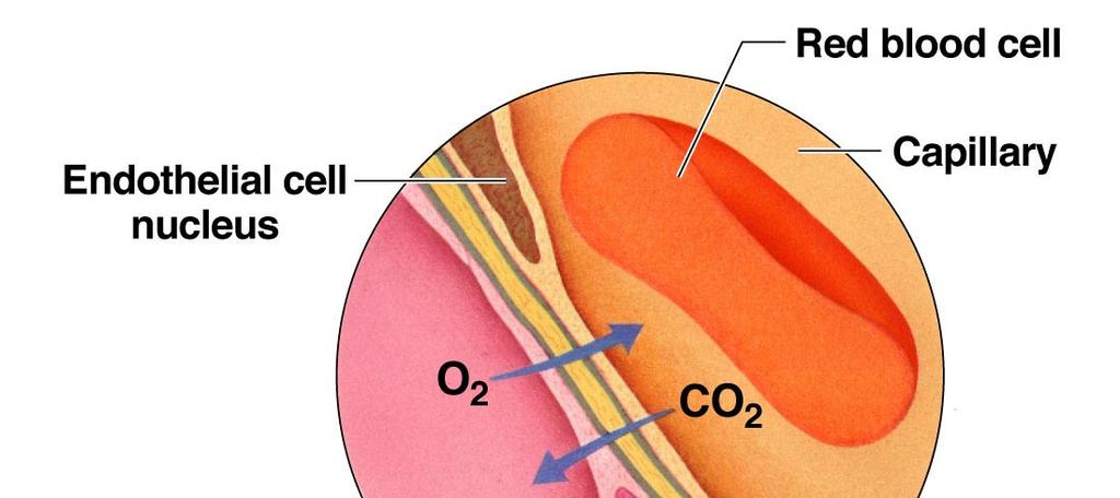 two active sites O 2 and CO 2 (b) inefficient 20-30% 3) (Slide 22)Bicarbonate: most CO 2 transported (a)