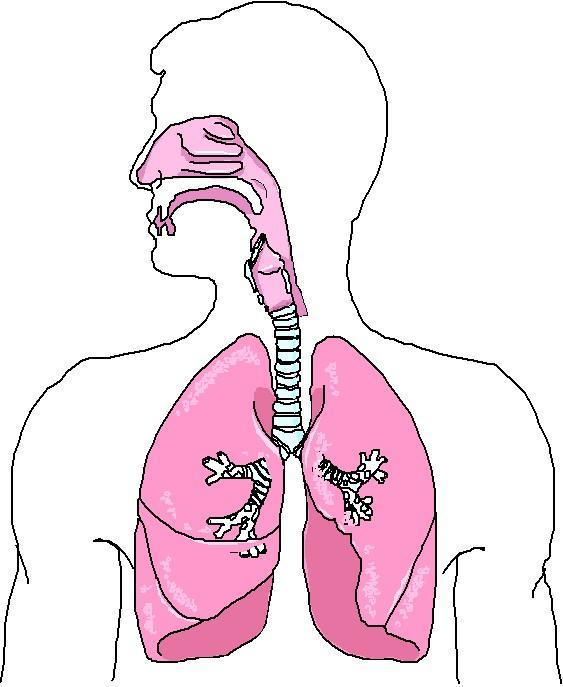 Base = broad inferior portion of the lung; concave and fits over the convex Lungs area of the diaphragm Apex (cupula) = the narrow superior portion of the lung Costal surface = the surface of the