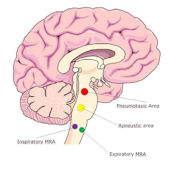 Neurochemical Regulation of Respiration: General Respiratory Center Both Inhibiting and Stimulating Pain, emotional stimulus, flight, fight or freeze (tendn-befriend) Cerebral cortical centers
