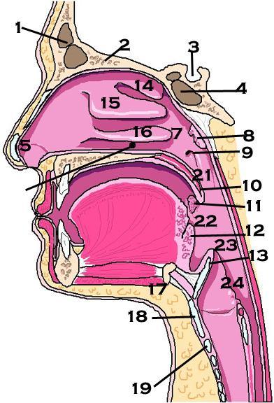 Upper Respiratory System Anatomy 1. Frontal sinus 2. Cribriform plate 3. Sella turcica 4. Sphenoidal sinus 5. Vestibule 6. Inferior meatus line 7. Internal nares 8. Pharyngeal tonsil (adenoid) 9.