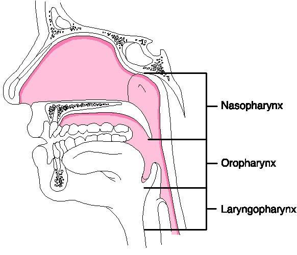 Organ Descriptions -- Pharynx aka throat = funnel-shaped tube which starts at the level of the internal nares and ends at the level of the cricoid cartilage Nasopharynx: the uppermost portion of the