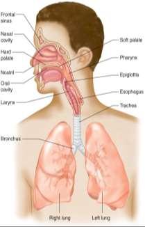Ch. 12: Respiratory Physiology Objectives: 1. Review respiratory anatomy. 2. Understand mechanics of breathing, gas pressure vocabulary, and the principles of surface tension, compliance, and recoil.