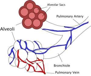Gas exchange between lung alveoli & pulmonary vessels: > Alveolar PO2 = 105 mmhg, higher than that in pulmonary arteries (40