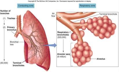 2) Respiratory zone Respiratory bronchioles = smallest bronchioles, branch from tertiary bronchioles.