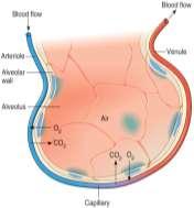 - very large surface area - surfactant keeps the alveoli