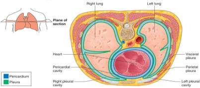 Thoracic cavity: REVIEW! Membranes of the lungs: Visceral pleura = Parietal pleura = - Parietal pleura held tight against thoracic wall by surface tension of water layer.