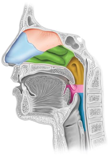 Regions of Pharynx Copyright The McGraw-Hill Companies, Inc. Permission required for reproduction or display.