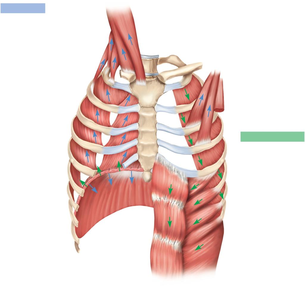 Respiratory Muscles Copyright The McGraw-Hill Companies, Inc. Permission required for reproduction or display.